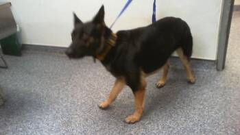 A1269167 -  German Shepherd Dog Dog for Adoption in Charlotte, North Carolina - A1269167 | PetCurious