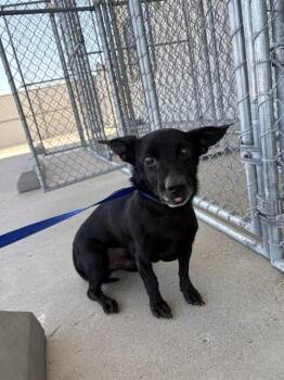 Pudding - SENIOR AT RISK -  Chihuahua Dog for Adoption in Thousand Oaks, California - Pudding - SENIOR AT RISK | PetCurious