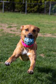 Black Mouth Cur Dogs Available for Adoption in Plymouth, Connecticut - Julee | PetCurious