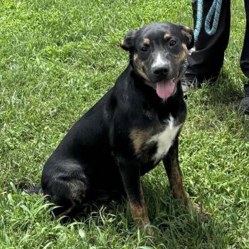 Peg -  Australian Cattle Dog Blue Heeler and Terrier Dog for Adoption in Nashville, Tennessee - Peg | PetCurious