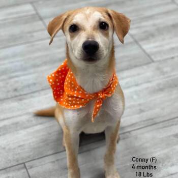 Conny - Local Sept 11-13 -  Labrador Retriever Dog for Adoption in Brookshire, Texas - Conny - Local Sept 11-13 | PetCurious