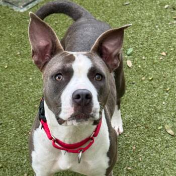 Jessie -  Mixed Breed Dog for Adoption in Titusville, Florida - Jessie | PetCurious