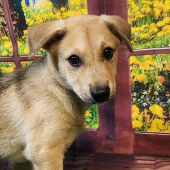 Husky and Shepherd Dogs Available for Adoption in Austin, Texas - Blaze DG | PetCurious