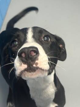 Brutus -  Pit Bull Terrier and Labrador Retriever Dog for Adoption in Hartsville, South Carolina - Brutus | PetCurious
