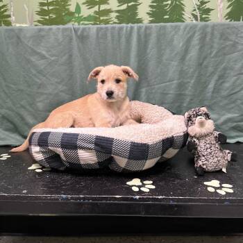 Orange -  Schnauzer Dog for Adoption in Logan, Utah - Orange | PetCurious