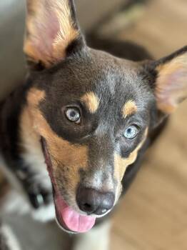 Denver -  Cardigan Welsh Corgi Dog for Adoption in Dallas, Texas - Denver | PetCurious