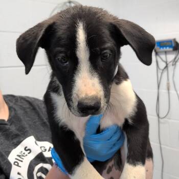 Quentin -  Pointer and Mixed Breed Dog for Adoption in Hattiesburg, Mississippi - Quentin | PetCurious