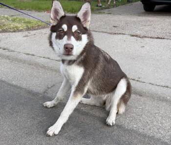 Husky Dogs Available for Adoption in Minneapolis, Minnesota - SHAE | PetCurious