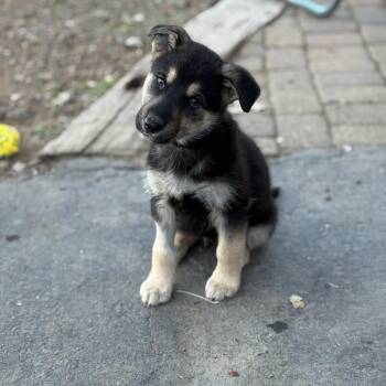 German Shepherd Dog Dogs Available for Adoption in Pleasant Hill, California - Alfie | PetCurious