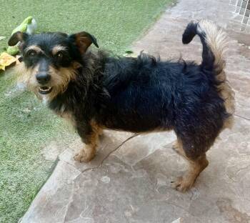 Penny Lane -  Yorkshire Terrier and Poodle Dog for Adoption in Houston, Texas - Penny Lane | PetCurious