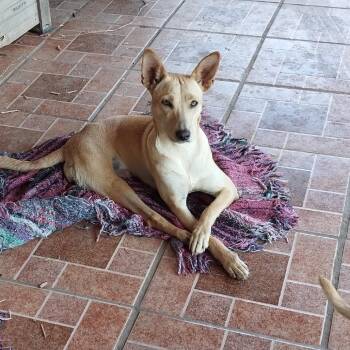 Rescue Labrador Retriever and Mixed Breed Dogs for Adoption in Tacoma, Washington - Sandy | PetCurious