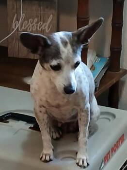 Dottie -  Chihuahua Dog for Adoption in Eastman, Georgia - Dottie | PetCurious