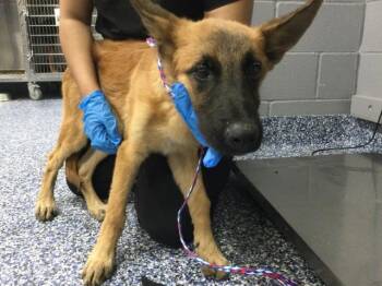 LOKI -  Belgian Shepherd Malinois and Mixed Breed Dog for Adoption in Thousand Palms, California - LOKI | PetCurious