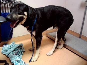 BARNIE -  Anatolian Shepherd and Mixed Breed Dog for Adoption in Martinez, California - BARNIE | PetCurious