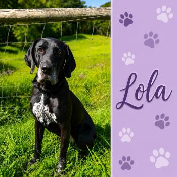 Lola -  Great Dane and Coonhound Dog for Adoption in Shinnston, West Virginia - Lola | PetCurious