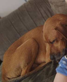 Rescue Coonhound Dogs for Adoption in St. Cloud, Minnesota - Diesel | PetCurious