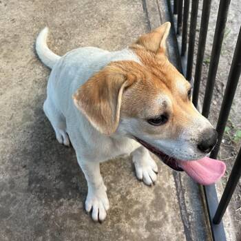 Linda + Princesa -  Beagle and Mixed Breed Dog for Adoption in Beaumont, Texas - Linda + Princesa | PetCurious