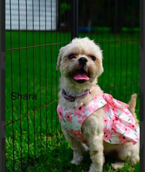 Shih Tzu Dogs Available for Adoption in Liverpool, Texas - Shara | PetCurious