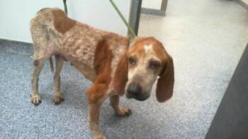 PANDA -  English Coonhound Dog for Adoption in Charlotte, North Carolina - PANDA | PetCurious