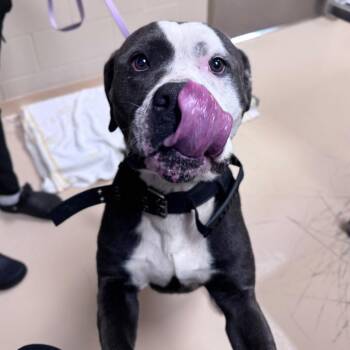 Shrek -  Mixed Breed Dog for Adoption in Winston-salem, North Carolina - Shrek | PetCurious