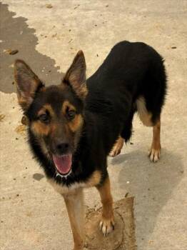 COOKIE -  German Shepherd Dog and Mixed Breed Dog for Adoption in Tulsa, Oklahoma - COOKIE | PetCurious