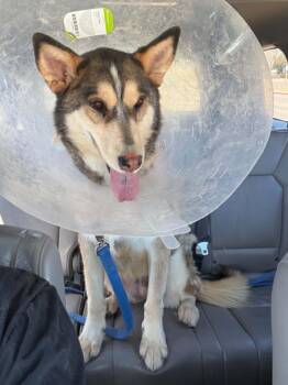 River -  Husky and German Shepherd Dog Dog Available for Adoption in Cottonwood Heights, Utah - River | PetCurious