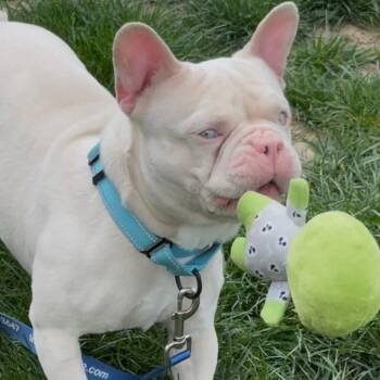 French Bulldog Dogs Available for Adoption in Huber Heights, Ohio - Mew | PetCurious