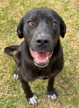 Labrador Retriever Dogs Available for Adoption in Washington, District Of Columbia - Lily | PetCurious