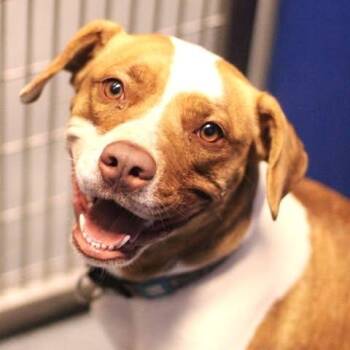 26-00702 KARMA JEAN -  Hound Dog Available for Adoption in Fredericksburg, Virginia - 26-00702 KARMA JEAN | PetCurious