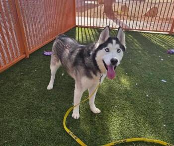 Rescue Siberian Husky Dogs for Adoption in Las Vegas, Nevada - MEEKO | PetCurious