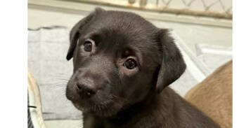 Rescue Terrier Dogs for Adoption in Mishawaka, Indiana - Patches | PetCurious