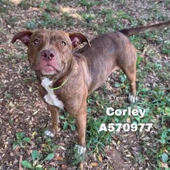 CORLEY -  Pit Bull Terrier and Mixed Breed Dog for Adoption - CORLEY | PetCurious