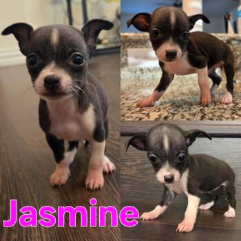 Chihuahua Dogs Available for Adoption - Jasmine | PetCurious