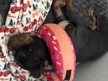 Rescue Staffordshire Bull Terrier Dogs for Adoption in Mico, Texas - Bobo | PetCurious