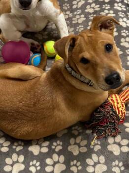 Aioli (Alfie) -  Pit Bull Terrier and Border Collie Dog for Adoption in Carson City, Nevada - Aioli (Alfie) | PetCurious