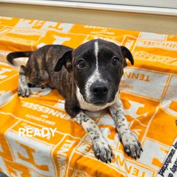 Ready -  Mixed Breed Dog for Adoption in Madisonville, Tennessee - Ready | PetCurious