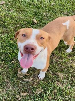 Rescue Pit Bull Terrier and Mixed Breed Dogs for Adoption in Conroe, Texas - BECKHAM | PetCurious