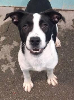 CHARLIE -  Border Collie Dog Available for Adoption in Woodland, California - CHARLIE | PetCurious
