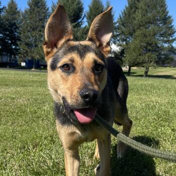 Quinn -  German Shepherd Dog Dog for Adoption in Allegan, Michigan - Quinn | PetCurious