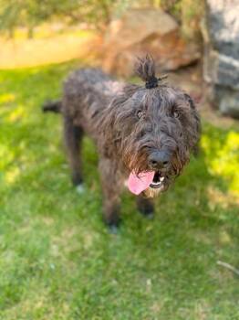 Milo -  Standard Poodle and Wheaten Terrier Dog for Adoption in Fruit Heights, Utah - Milo | PetCurious