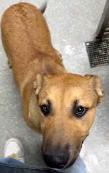 German Shepherd Dog Dogs Available for Adoption in Oakland, California - Dinah | PetCurious