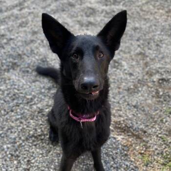 Swinub -  Mixed Breed and German Shepherd Dog Dog for Adoption in West Olive, Michigan - Swinub | PetCurious