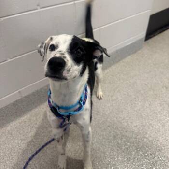 Oreo -  Labrador Retriever and Mixed Breed Dog for Adoption in Englewood, Florida - Oreo | PetCurious