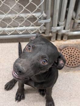 Rescue Mixed Breed Dogs for Adoption in Osceola, Missouri - Onyx | PetCurious