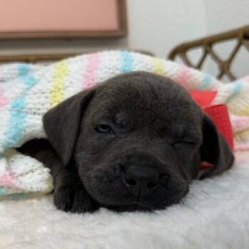 Hound and Pit Bull Terrier Dogs Available for Adoption - Zola Love | PetCurious