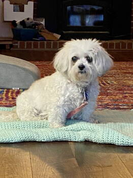 Rescue Shih Tzu Dogs for Adoption in Alexandria, Kentucky - Abby | PetCurious