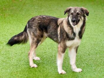 Pookah -  Shepherd and Terrier Dog for Adoption in Bloomfield, Connecticut - Pookah | PetCurious