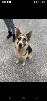 Rescue Husky and German Shepherd Dog Dogs for Adoption in Carthage, Missouri - Luna | PetCurious
