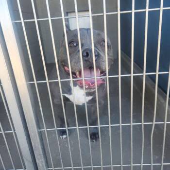 Chubbs -  American Bulldog Dog for Adoption in Kingman, Arizona - Chubbs | PetCurious