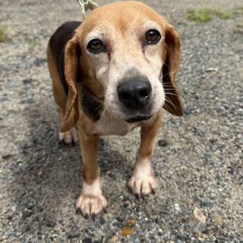 Mira -  Beagle Dog for Adoption in Hanson, Massachusetts - Mira | PetCurious